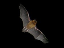 Chauve-souris (Pipistrelle) 