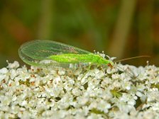 Chrysope 