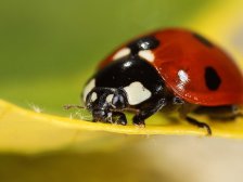 Coccinelle 