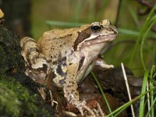 Grenouille rousse 