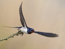 Hirondelle rustique 