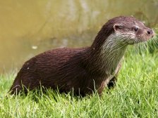 Loutre 