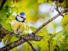 Mésange bleue 