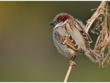 Moineau domestique  