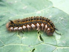 Papillon (Chenille)