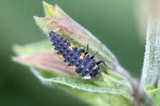 Coccinelle (larve) 