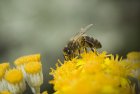 AbeilleS_539106622_0e9fd96693_c.jpg