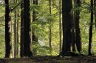 AgeDUnArbre_21983229551_8242b181ce_c.jpg