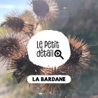 bardane.jpg