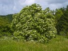 Sambucus_nigra_004.jpg