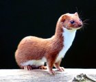 Mustela_nivalis_British_Wildlife_Centre4.jpg