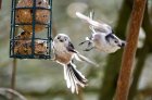 branchbirdanimalflywildlifezoo1380093pxhere.com.jpg