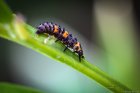CoccinelleEtPucerons_47956901538_1ffa1ee72e_c.jpg