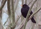 treenaturebranchbirdanimalwildlife988979pxhere.com.jpg