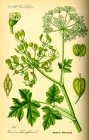 1280pxIllustration_Heracleum_sphondylium0.jpg
