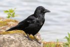 Carrion_crow_2022_04_05_05_01.jpg