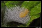CrachatDeCoucou_7148505533_629d736e0d_c.jpg