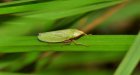 naturegrassphotographyleafanimalwildlife551410pxhere.com.jpg