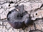 300pxDaldinia_concentrica_King_Alfreds_Cakes_with_rings628036861.JPG