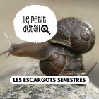 escargot_senestre.jpg