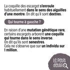 escargot_senestre2.jpg