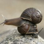 escargot_senestre3.jpg