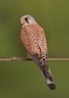 Common_kestrel_falco_tinnunculus.jpg