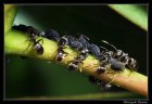 FourmisEtPucerons_4612150828_b9e320de05_c.jpg