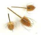 Dipsacus_fullonum_MHNT.BOT.2005.0.269.jpg