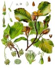 Fagus_sylvatica__Khlers_MedizinalPflanzen060.jpg