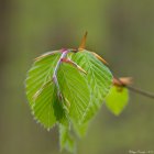 HetreEtCharmeReconnaitreLesFeuilles_8675541680_66c00a87de_c.jpg