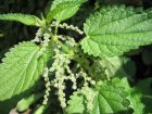 Urtica_dioica_Blten.jpg
