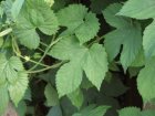 Daniel_Fuchs.CCBYSA.Humulus_lupulus.JPG
