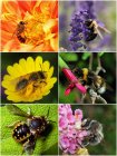 Bee_montage.jpg