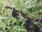 LOrtieLaPlanteAVisiterPourTrouverDes_chenille-paon-du-jour-ortie.jpg