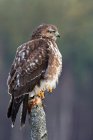Buteo_buteo_5_Marek_Szczepanek.jpg