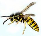 Vespula_germanicagb.jpg