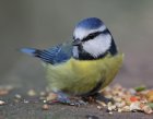 natureoutdoorwildernessbirdanimalfly1128573pxhere.com.jpg