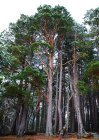 Pinus_sylvestris_Nethybridge.jpg