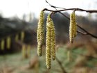 treenaturebranchblossomplantleaf749411pxhere.com.jpg