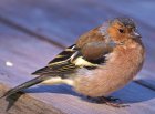 naturebirdanimalflywildlifebeak1178511pxhere.com.jpg