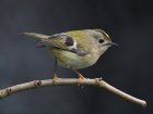 Goldcrest_1.jpg