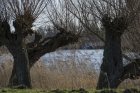 treenatureforestoutdoorwildernessbranch523627pxhere.com.jpg