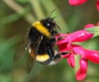 Bombus_September_20072.jpg