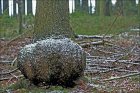 LoupeSurUnArbre_12194118754_6dc5595e4c_c.jpg