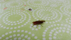 MouchE_mouche.png