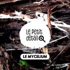 mycelium.jpg