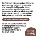 mycelium2.jpg