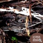 mycelium3.jpg
