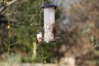 naturewinterbirdcutewildlifewild649346pxhere.com.jpg